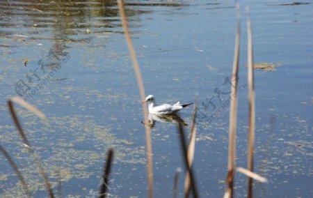 昆明翠湖冬季的海鸥图片