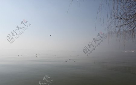 云南滇池海鸥图片