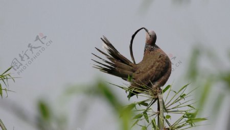 斑鸠梳羽图片