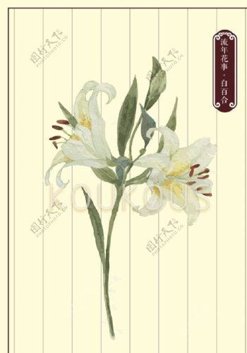 白百合花卉素材图片