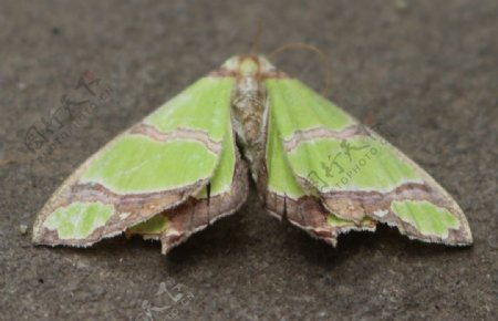 绿色蝴蝶摄影图片