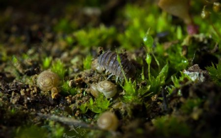 微距蜗牛生物摄影图片