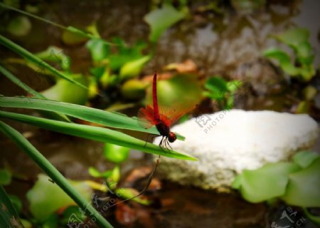 傲娇的红蜻蜓图片