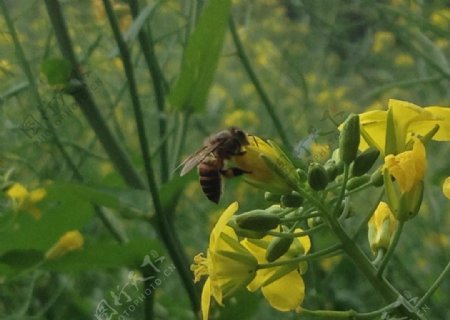 蜜蜂采花图片