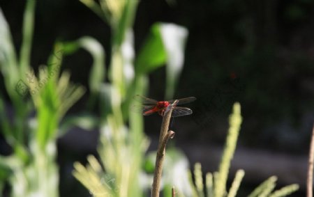 玉米地里的蜻蜓图片