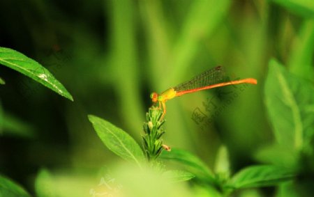 黄色小蜻蜓图片