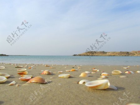以色列地中海贝壳海滩图片