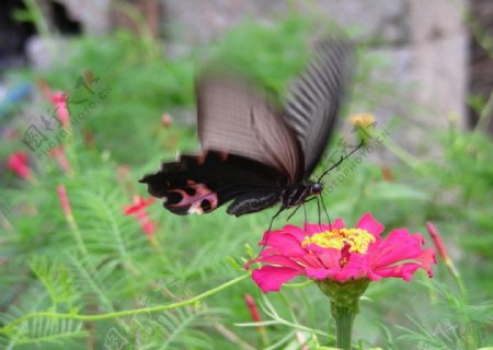 黑蝴蝶图片
