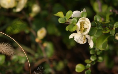 白海棠花图片