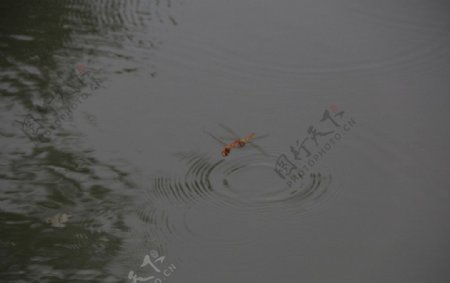 蜻蜓嬉水图片