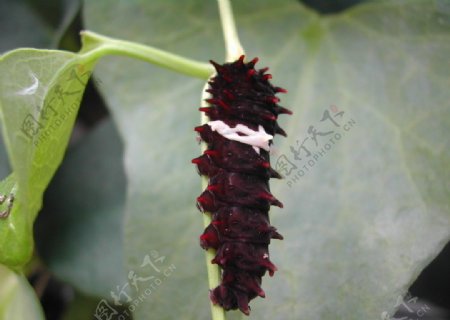 红纹凤蝶幼虫图片
