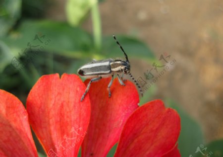 花瓣上的甲虫图片