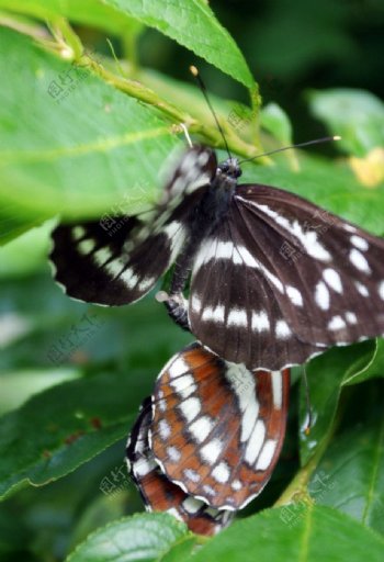蝴蝶的交尾图片
