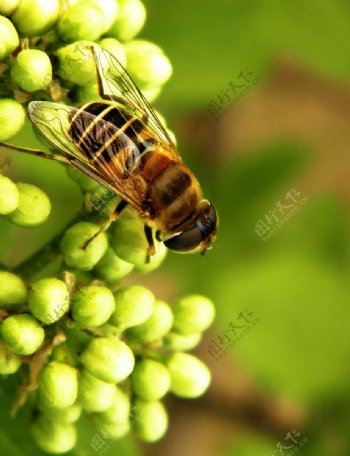 辛勤的蜜蜂图片