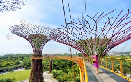 新加坡高清艺术树图片