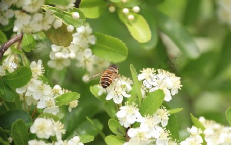 蜜蜂采花蜜自然清新图片