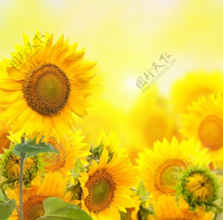 向日葵太阳花图片