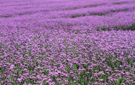 紫色花海图片