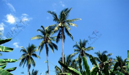 巴厘岛热带风光摄影图片
