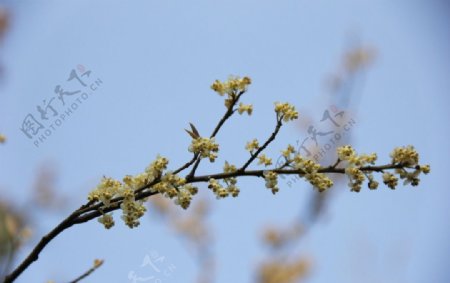 永福樱花图片