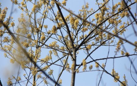 永福樱花图片