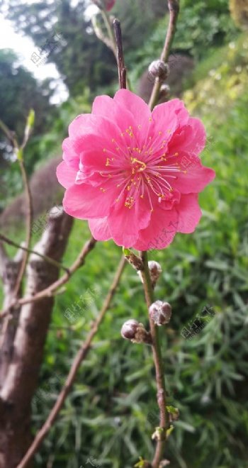 桃花摄影植物图片