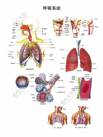 呼吸系统解剖图PSD完全分层图片