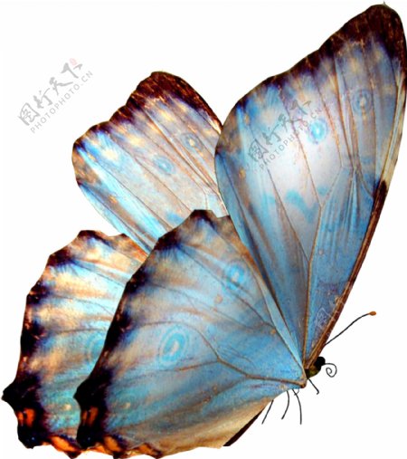 唯美蝴蝶装饰设计图片