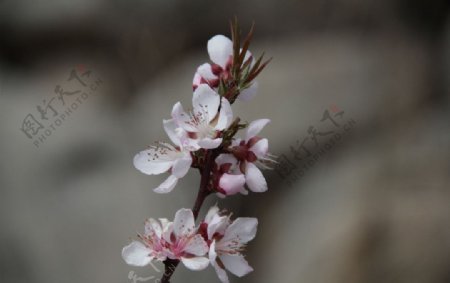 榆中的春天图片