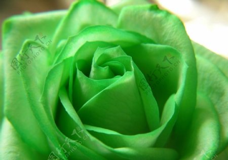 绿色玫瑰图片