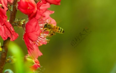 密蜂红花图片