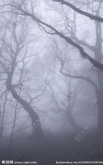 雾林图片