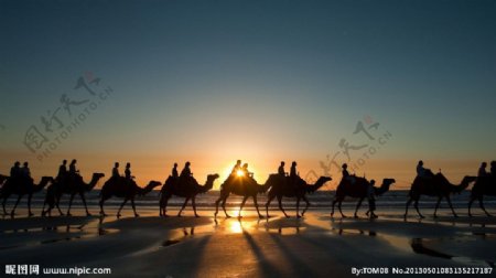 沙漠商队骆驼图片