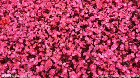 粉红色四季海棠花图片