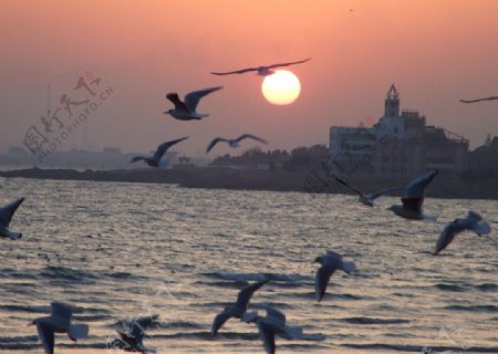 海鸥衔夕阳图片