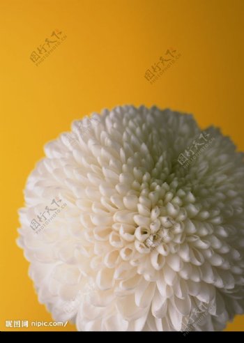 白色大理菊图片