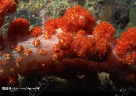 海洋素材珊瑚海葵图片