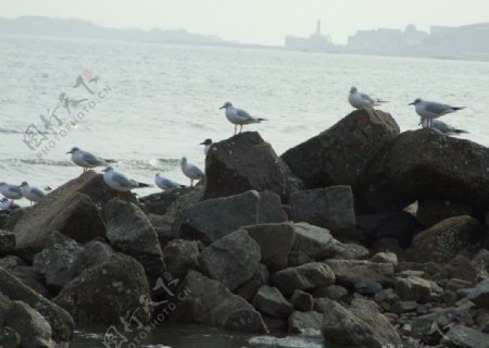 石上海鸥图片