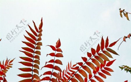 霜叶红于二月花图片