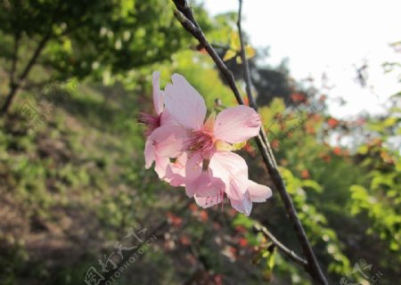 阳光下的一枝樱花图片