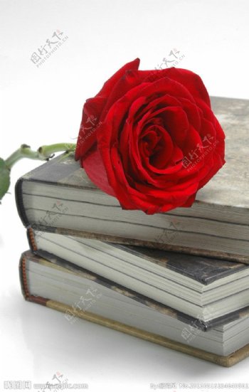 旧书与玫瑰图片