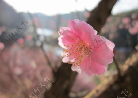 粉色梅花花蕊图片