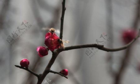 蜜蜂红梅花图片