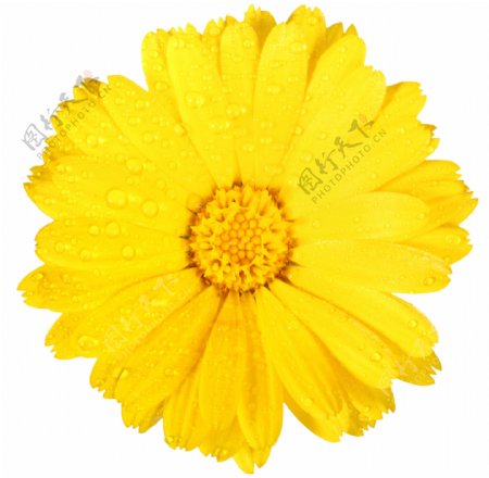 黄色非洲菊图片
