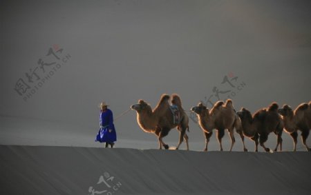 巴丹吉林沙漠的驼铃图片
