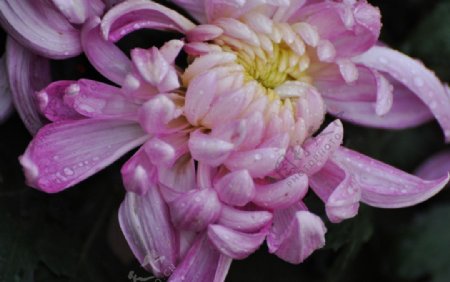 粉菊花图片