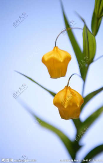 小黄花鲜花背景图片
