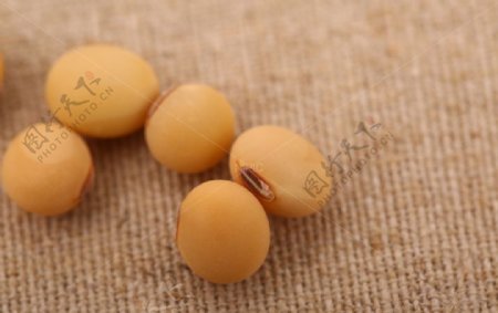 五谷杂粮系列黄豆摄影图图片