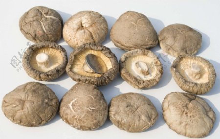 原生态香菇素材图片