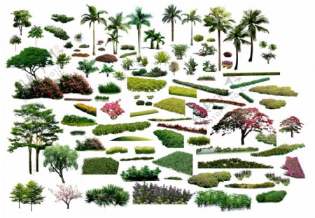 景观植物素材图片